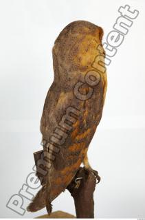 Barn owl - Tyto alba  0081